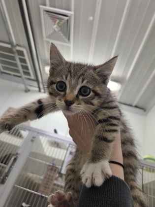 Paw Newman