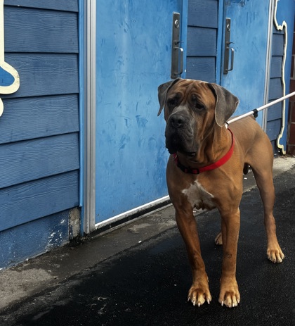 Simba — photo 1
