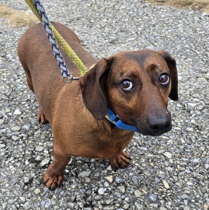 Dodger Dog — photo 2