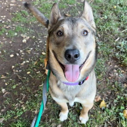 Dingo