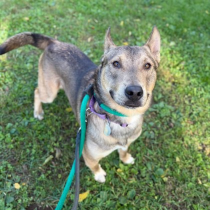 Dingo photo