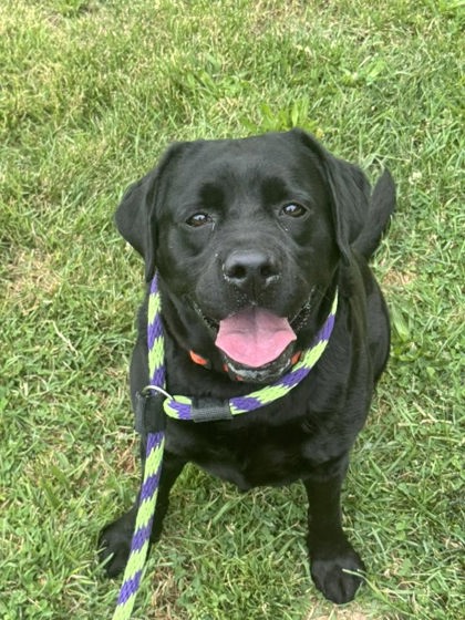Molly photo