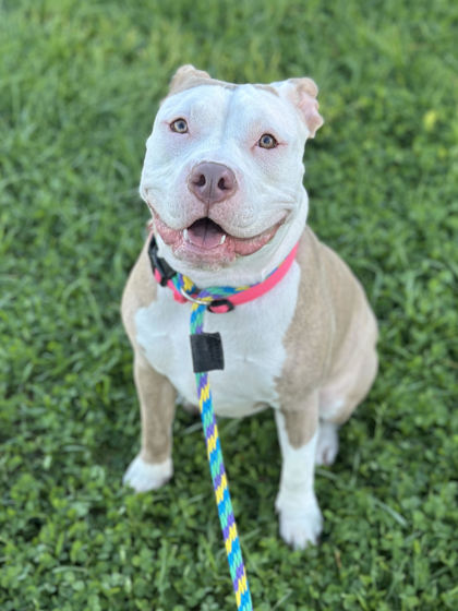 Koda