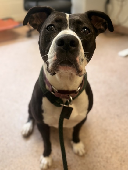 Baby Girl Luna photo