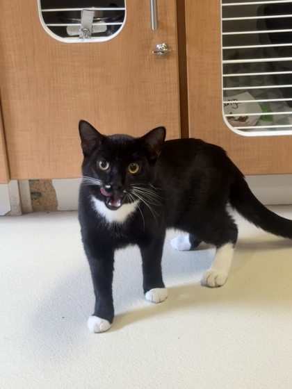 Milo