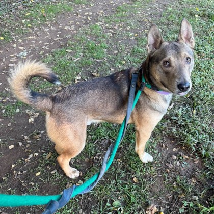 Dingo photo