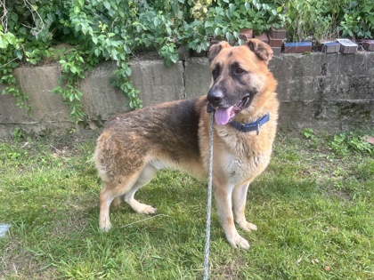 Baloo photo
