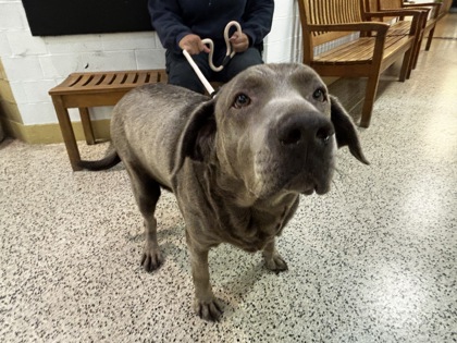 Molly — photo 2
