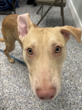 Dobby