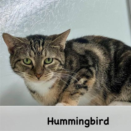 Hummingbird photo