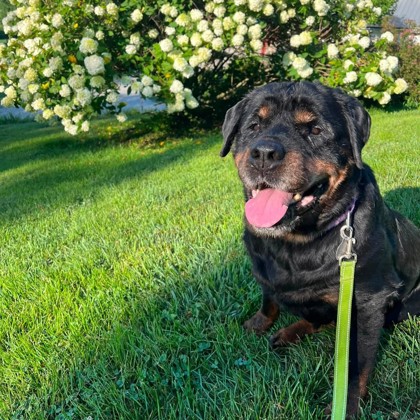 Gertie photo