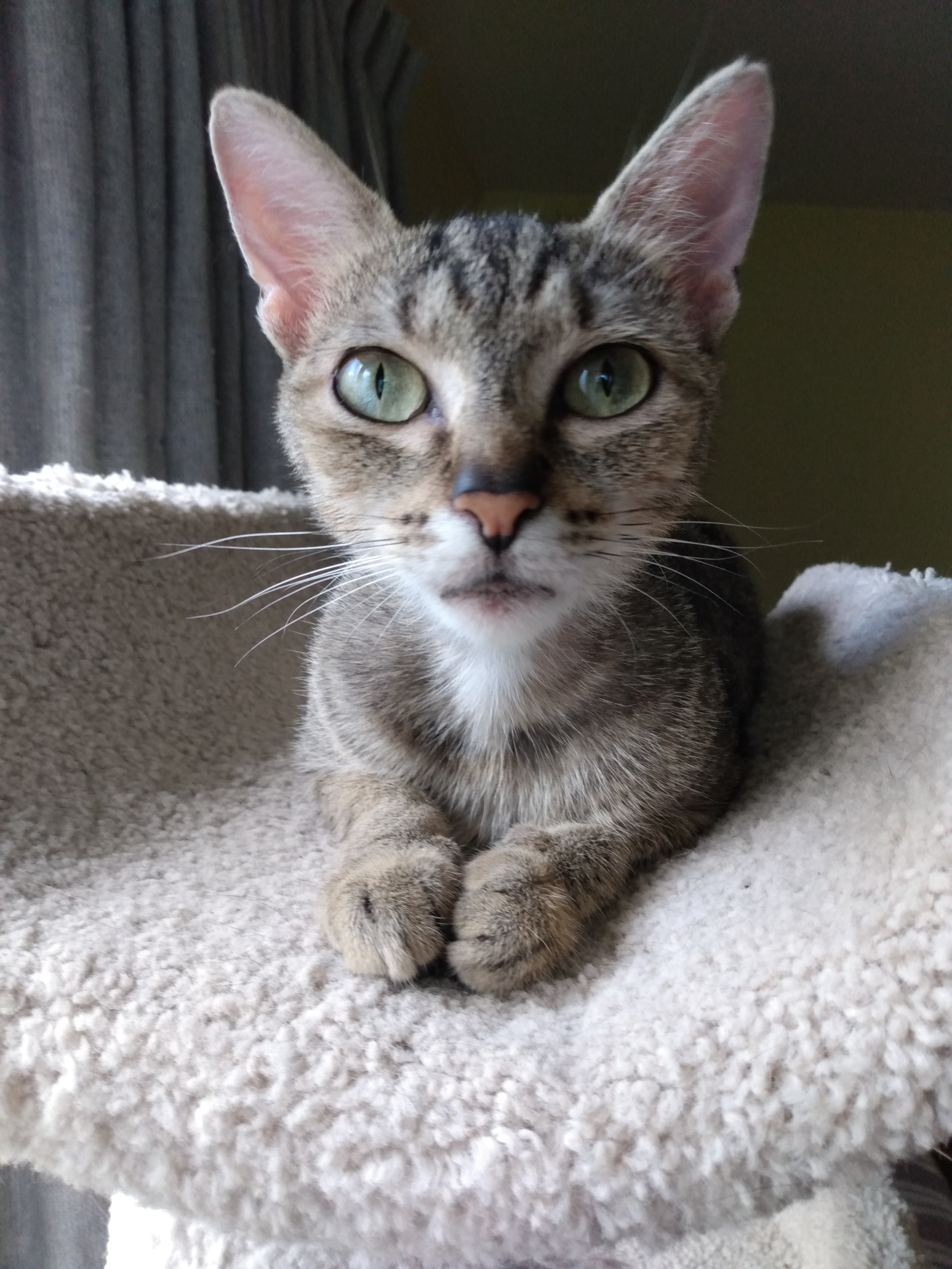 Chewy photo