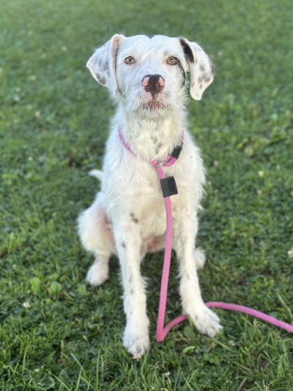 Falkor photo