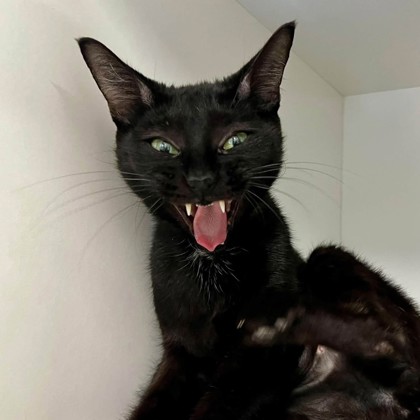 Blackie — foto 3