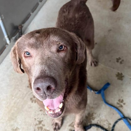 Boris