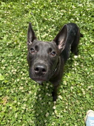 Stormie photo