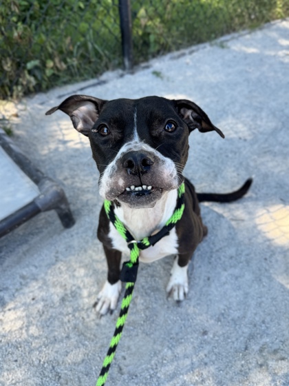 Milly photo