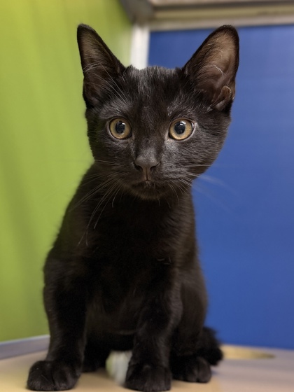 Phineas — photo 1