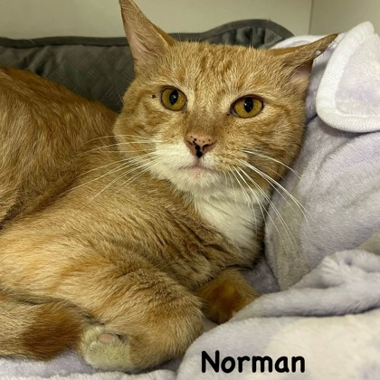 Norman photo
