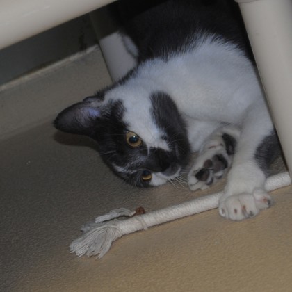 Mouse photo
