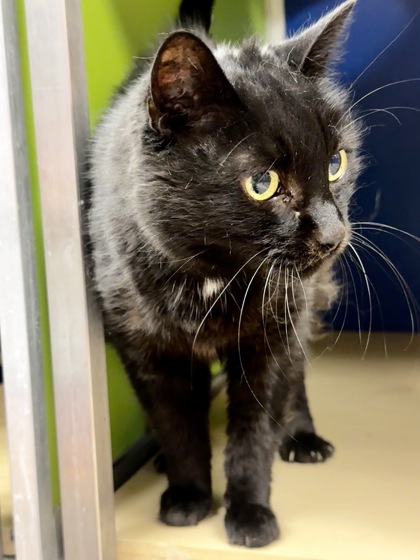 Mora photo