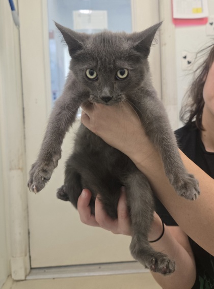 Smokey — photo 2