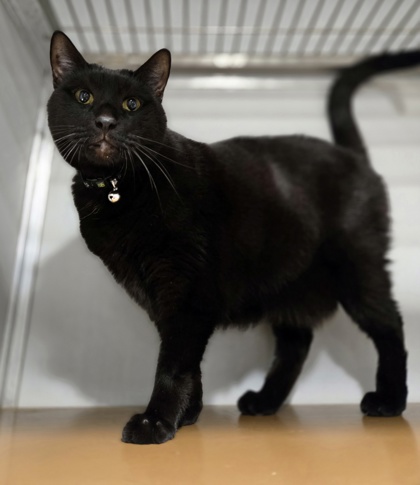 Blackie photo