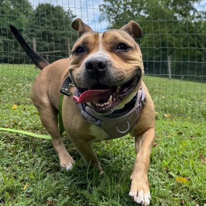 Nala photo