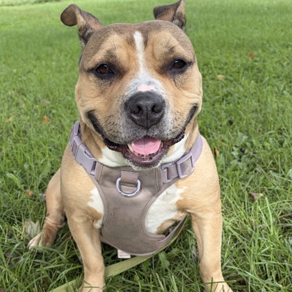Nala