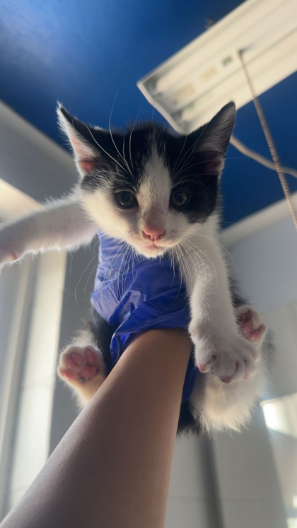 Espeon photo