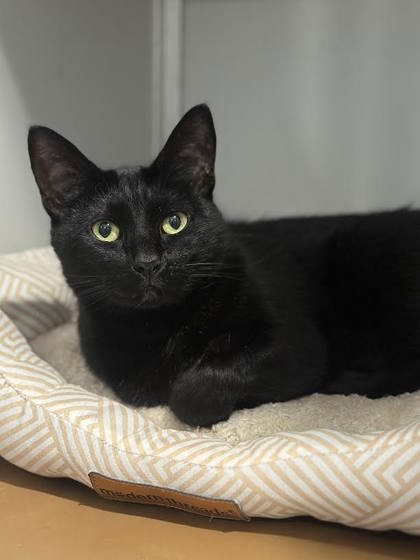 Salem photo