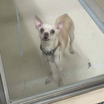 Shiloh — photo 2
