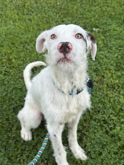 Falkor photo