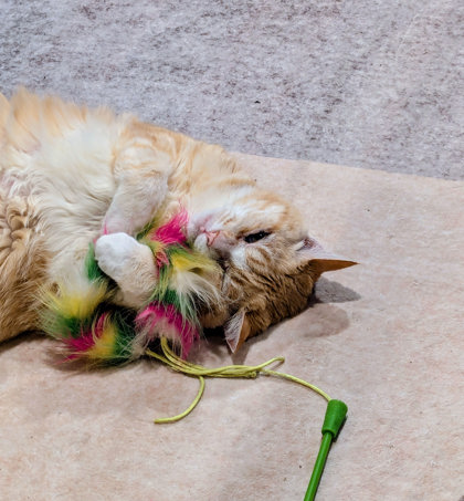 Lilly photo