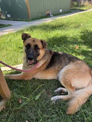 Baloo photo