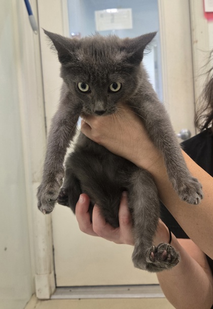 Smokey — photo 3