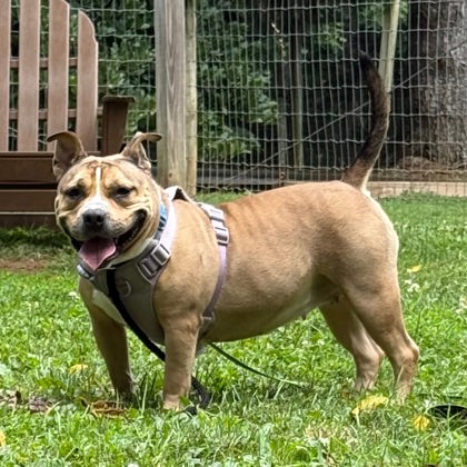 Nala photo