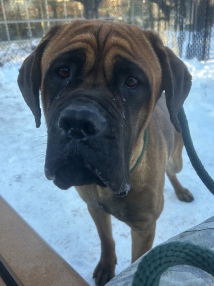 Running Summer Lily photo