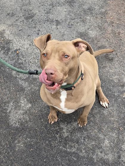 Caramel Delight photo