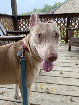 Dobby photo