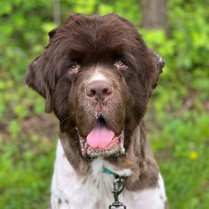 Worf photo