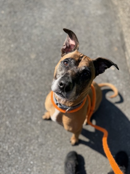 Scooby — photo 2