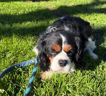 Barkley — photo 3