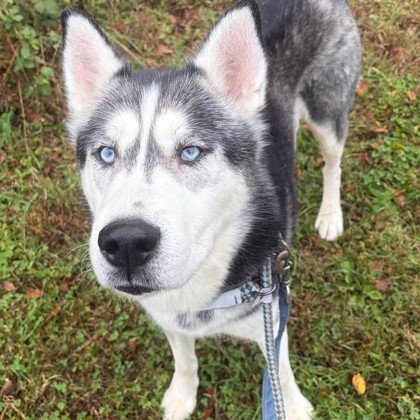 Balto photo