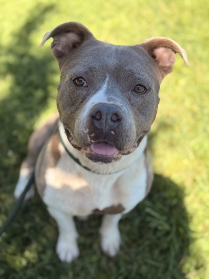 Olive photo