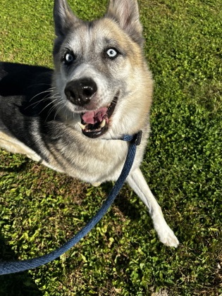 Gunner — foto 3