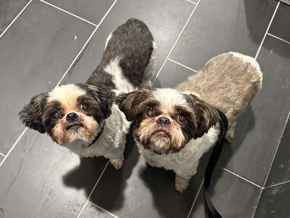Coco