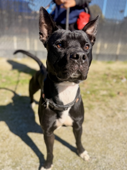 Tyson photo