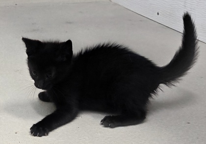 Tuna Turner — photo 2