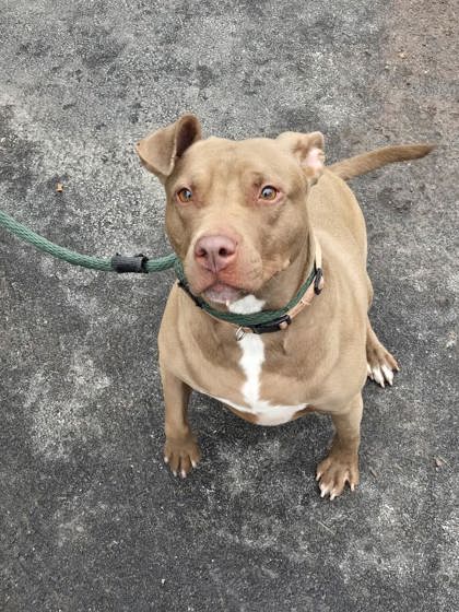 Caramel Delight photo